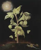 Spectre (Fetid Hellebore)